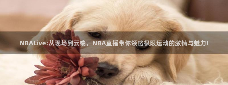 NBALive:从现场到云端，NBA直播带你领略极限运动的激情与魅力!