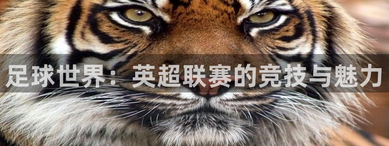 足球世界：英超联赛的竞技与魅力