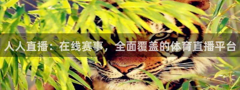 人人直播：在线赛事，全面覆盖的体育直播平台