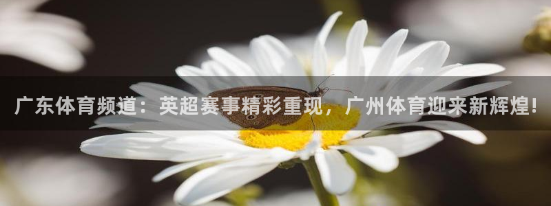 广东体育频道：英超赛事精彩重现，广州体育迎来新辉煌!