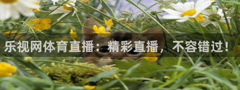 乐视网体育直播：精彩直播，不容错过！